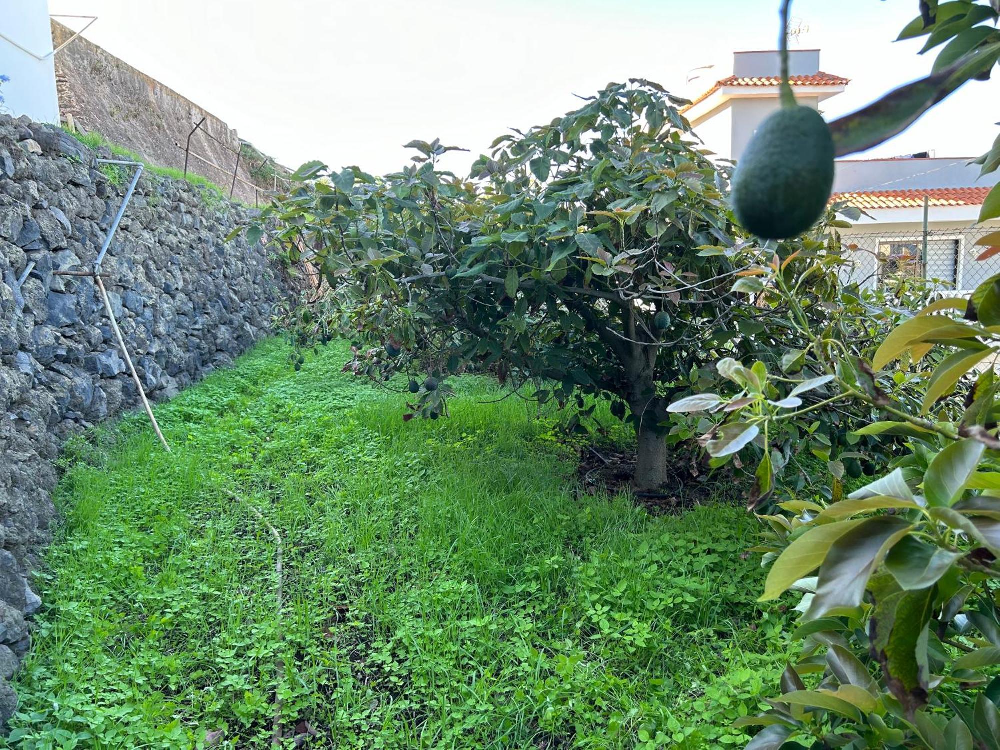 Casa La Oliva Garachico (Tenerife) Exterior foto